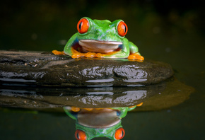 ,  , red-eyed treefrog, , 