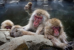 , , Japanese macaque, 