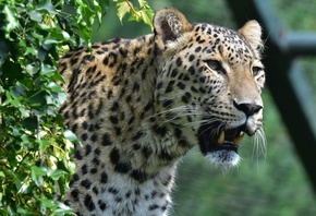 leopard, predator, fangs, big cat