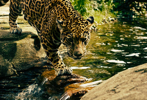 Leopard, Predator, water, Big cat