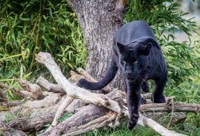 Black, Panther
