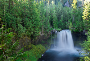 Koosah, Falls, Willamette, National, Linn, County, Oregon
