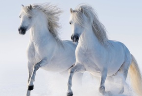 White, Twin, Horse