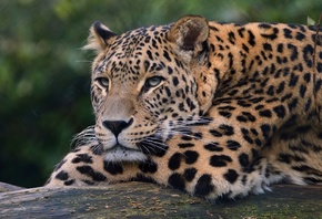Leopard, predator