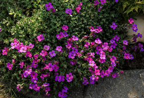 Aubretia, , 