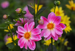 Dahlias, 