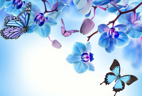 , , , blue, flowers, beautiful, orchid, butterflies