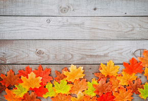 , , , , colorful, wood, background, autumn, leaves, , maple