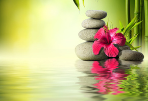 gray, stones, near, hibiscus, flower, water, stones, bamboo, orchid, reflection, HD, wallpaper, tropical, flower