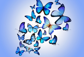 blue, butterflies, butterfly, colorful, blue, drawing, art, beautiful, HD, wallpaper