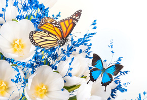 white, petaled, flower, and, two, brown, and, blue, butterflies, flowers, collage, HD, wallpaper