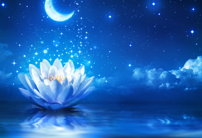 white, water, lotus, flower, and, crescent, moon, wallpaper, flower, water, lights, HD, wallpaper