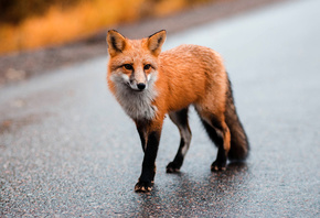 Fox, Animal, Road