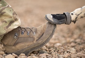 Military Working Dogs, British Army,  ,  