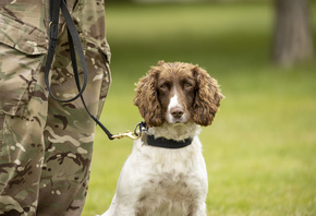 Royal Army Veterinary Corps, Military Working Dog, British Army,   ...