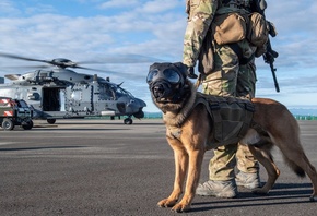 Military Working Dog, New Zealand Air Force,  , NHIndustries NH90