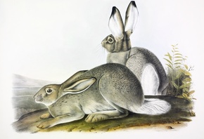 Lepus Townsendii,  , North America,  , John James Audubon,   