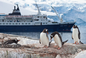 Antarctica, , travel, emperor penguin colony, cruise ship,  ...