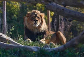 zoo, African Savanna, king of beasts, African Lion
