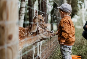 zoo, animals, family, boy