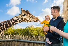 Animal, Detroit Zoo, giraffe