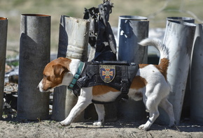Jack Russell Terrier, Patron, sniffer dog, State Emergency Service of Ukraine