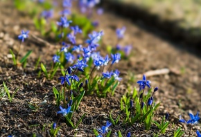 gentian, wild habitat, 