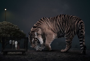 Big Cat, Dubai Safari Park, United Arab Emirates, animals, Bengal tiger