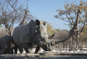 Etosha National Park, travel, Namibia, Rhinoceros