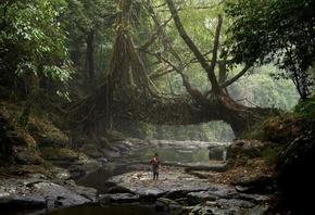 young fisherman, root bridge, Mawlynnong village, Meghalayas jungles, India