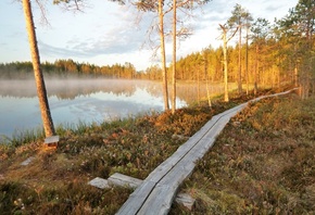 summer, northern hardwood forest, nature