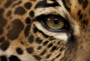 nature, eye, Jaguar, animals