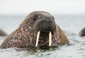 Walrus, Svalbard, wildlife, Norway