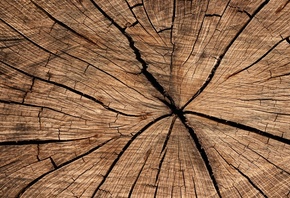 Texture, Wood, Background