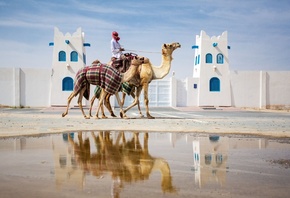 Qatar, Camel Racing, Al Shahaniya