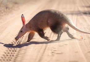 Aardvark, earthpig, little nocturnal animal, Kalahari Desert