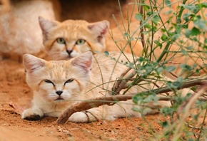 Al Ain Zoo, Arabian Sand Cats, Abu Dhabi