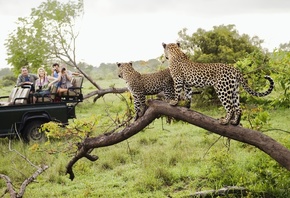 Big Cats, Africa, wildlife, Safari, Kenya, cheetahs