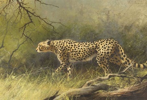 Harold Voigt, South African, Cheetah