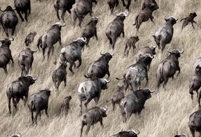 Okavango Delta, Botswana, herds of buffalo