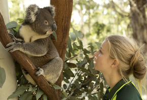 koalas, Tidbinbilla Nature Reserve, nature, Australia