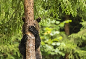 young bear, Harghita Mountains, Romania, playing hide and seek