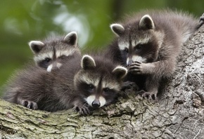 Raccoon Cubs, Chinese Whispers, Kassel, Germany