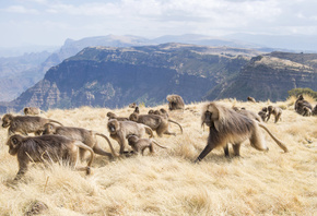 Africa, Simien Mountains National Park, Geladas, Ethiopia
