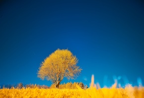 Nature, yellow tree, blue sky