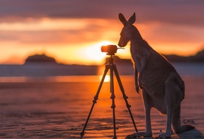 Australia, Myall Beach, Daintree National Park, kangaroo