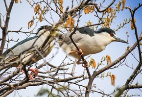 black-crowned night heron, Lincoln Park Zoo, Chicago, Nycticorax nycticorax