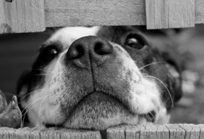 dog squashing its face through a fence, Black and White Puppy Dog, Funny Animal