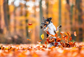 Pets, Jump, Autumn, Dog