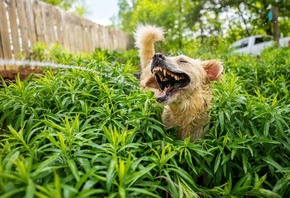 Comedy Pet, golden retriever, roslin watering